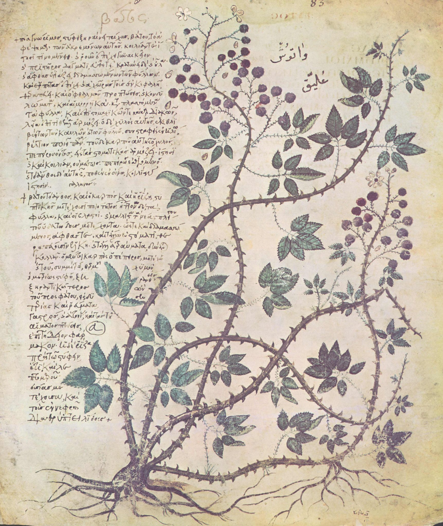 Medieval Berry